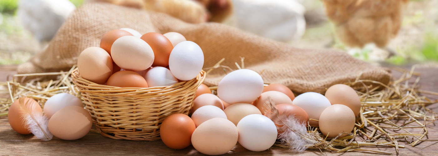 Featured Image for BLACK SHEEP EGG COMPANY, LLC